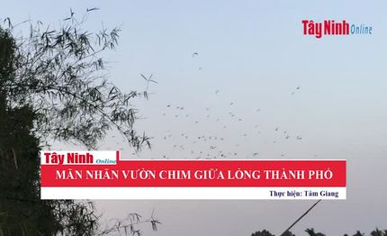 Mãn nhãn vườn chim giữa lòng TP.Tây Ninh