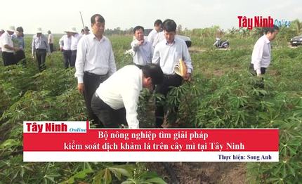 Bộ NN&PTNN tìm giải pháp kiểm soát dịch khảm lá trên cây mì tại Tây Ninh