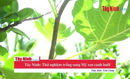 Tây Ninh: Thử nghiệm trồng sung Mỹ xen canh bưởi