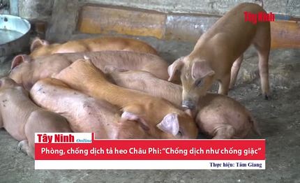 Phòng, chống dịch tả heo Châu Phi: “Chống dịch như chống giặc”