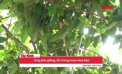 Ứng phó với giông, lốc trong mùa mưa bão