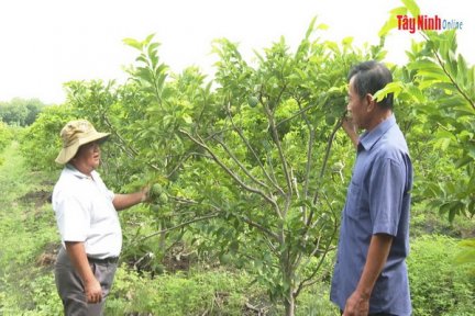 Phòng, chống dịch bệnh trên cây ăn trái đầu mùa mưa