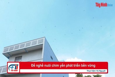 Để nghề nuôi chim yến phát triển bền vững