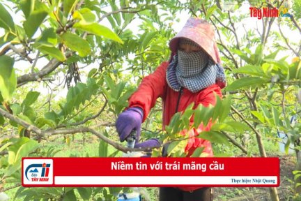 Niềm tin với trái mãng cầu