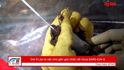 Dơi ở Lào là vật chủ gần gũi nhất với virus SARS-CoV-2