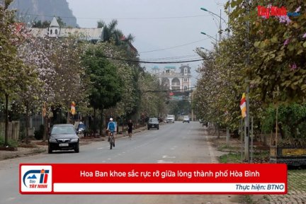 Hoa Ban khoe sắc rực rỡ giữa lòng thành phố Hòa Bình