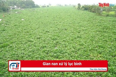 Gian nan xử lý lục bình