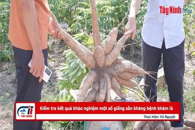 Kiểm tra kết quả khảo nghiệm một số giống sắn kháng bệnh khảm lá