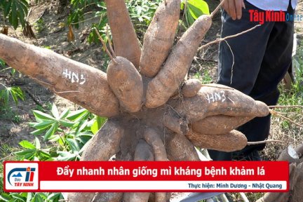 Đẩy nhanh nhân giống mì kháng bệnh khảm lá