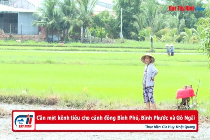 Cần một kênh tiêu cho cánh đồng Bình Phú, Bình Phước và Gò Ngãi