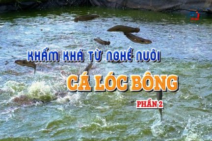 Khấm khá từ nghề nuôi cá lóc bông-Phần 2