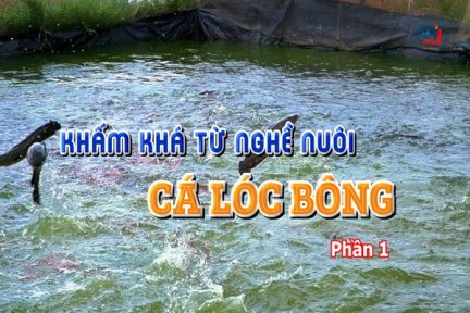 Khấm khá từ nghề nuôi cá lóc bông-Phần 1