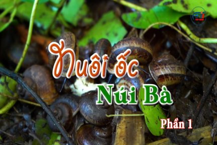 Nuôi ốc Núi Bà-Phần 1