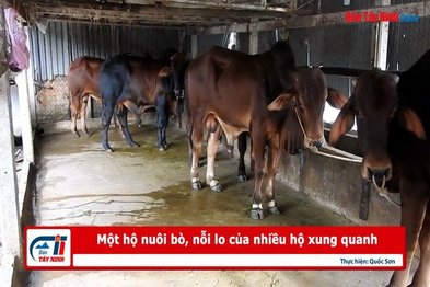 Một hộ nuôi bò, nỗi lo của nhiều hộ xung quanh