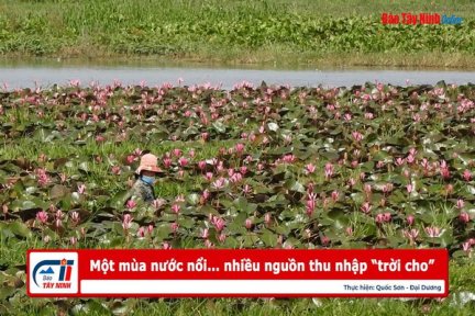 Một mùa nước nổi… nhiều nguồn thu nhập “trời cho”