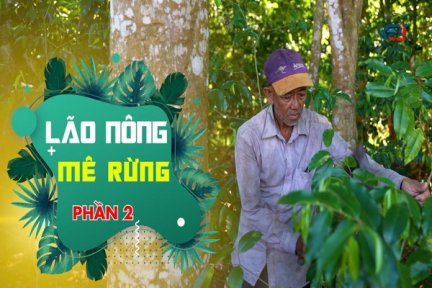 Lão nông mê rừng-Phần 2