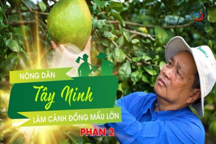 Nông dân Tây Ninh làm cánh đồng mẫu lớn-Phần 2