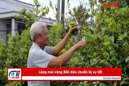 Làng mai vàng Bến Kéo chuẩn bị vụ tết