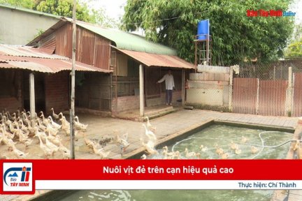 Nuôi vịt đẻ trên cạn hiệu quả cao