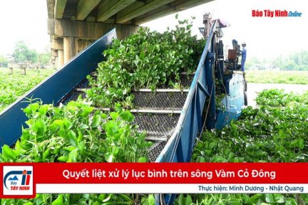 Quyết liệt xử lý lục bình trên sông Vàm Cỏ Đông