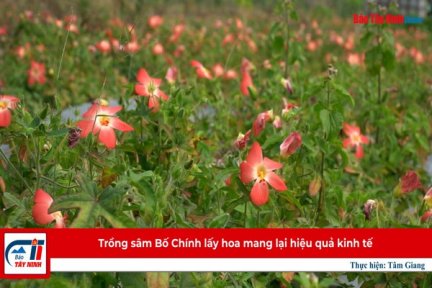 Trồng sâm Bố Chính lấy hoa mang lại hiệu quả kinh tế cao