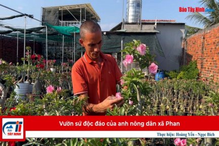 Vườn sứ độc đáo của anh nông dân xã Phan