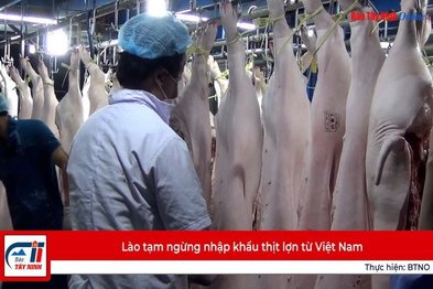 Lào tạm ngừng nhập khẩu thịt lợn từ Việt Nam