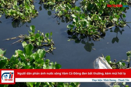 Người dân phản ánh nước sông Vàm Cỏ Đông đen bất thường, kèm mùi hôi lạ