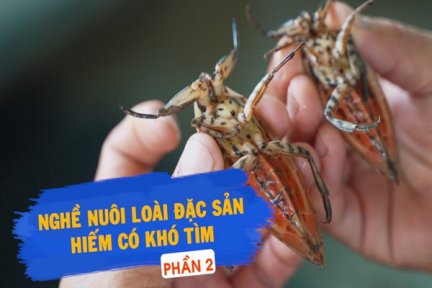 Nghề nuôi loài đặc sản hiếm có khó tìm-Phần 2