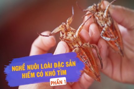 Nghề nuôi loài đặc sản hiếm có khó tìm-Phần 1