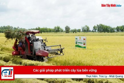 Các giải pháp phát triển cây lúa bền vững