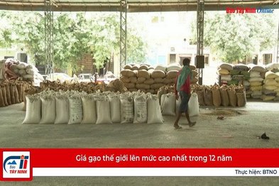 Giá gạo thế giới lên mức cao nhất trong 12 năm