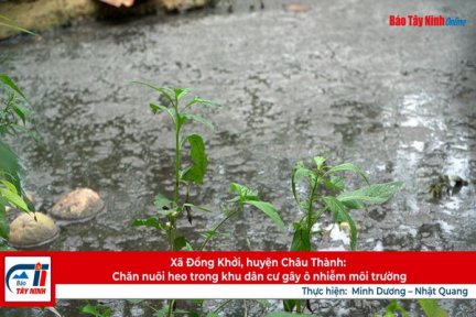 Xã Đồng Khởi, huyện Châu Thành: Chăn nuôi heo trong khu dân cư gây ô nhiễm môi trường