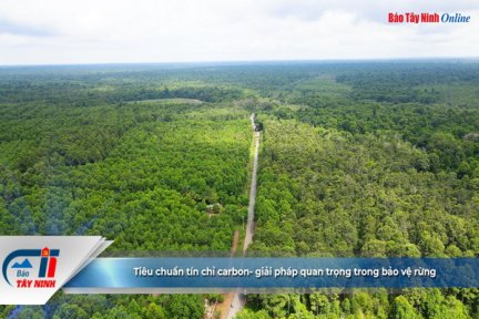 vận hành sàn giao dịch tín chỉ carbon, giải pháp quan trọng trong bảo vệ rừng