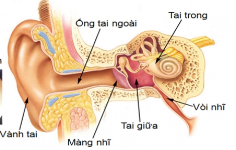 Mắc bệnh vì... lấy ráy tai