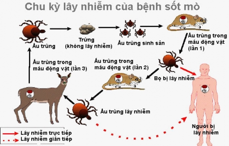 Bộ Y tế cảnh báo: Bệnh sốt mò xuất hiện quanh năm ở Việt Nam