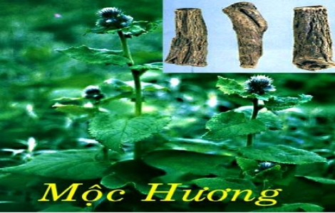 Thảo dược trị huyết áp thấp