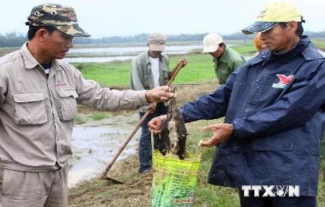 Diệt chuột và bọ chét để phòng, chống dịch hạch xâm nhập Việt Nam