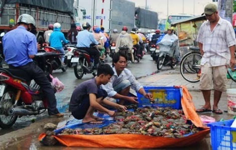 Ngộ độc do ăn cua biển khổng lồ bán ở vỉa hè?