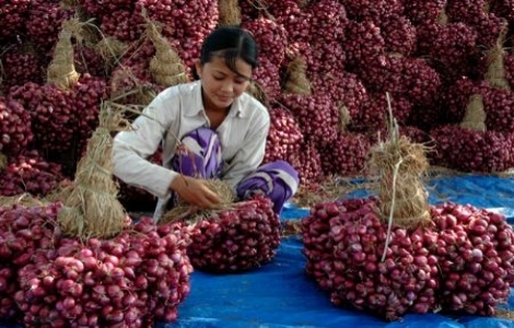 Công bố nguyên nhân gây mù với 1.200 người trồng hành tím