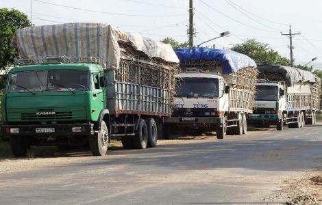 Xử lý 'không xuể' xe chở mía quá tải