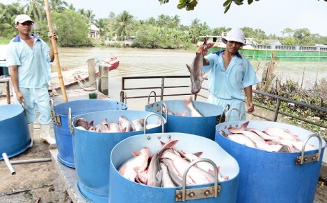 Tăng thuế đột biến, cá tra nguy cơ mất thị trường Mỹ