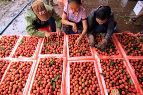 Nông sản Việt gặp khó ở Trung Quốc: Không đổi mới mình sẽ thất bại