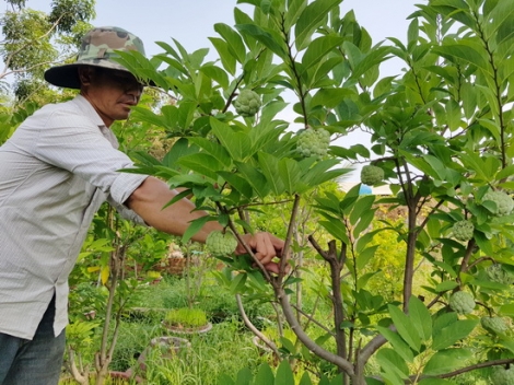 Mãng cầu tết “lạ”