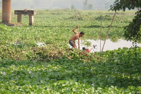 Lục bình lại dày đặc