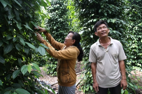 Lập nghiệp trên vùng biên giới