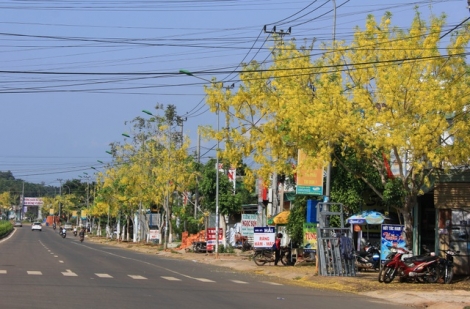 Thành phố trẻ nhất Tây Nguyên rực rỡ sắc vàng của hoa osaka