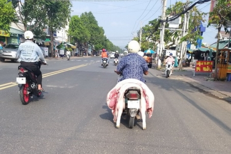 Phản cảm với hình thức vận chuyển heo thịt “lộ thiên”