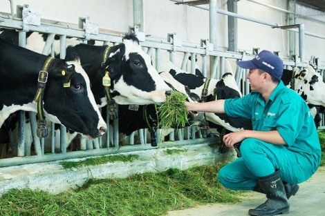 Xây dựng vùng, cơ sở chăn nuôi bò sữa an toàn dịch bệnh trên địa bàn huyện Bến Cầu