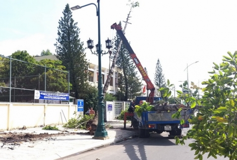 TP.Tây Ninh: Thu hồi hàng cây sao, dầu còn lại trên đường 30.4